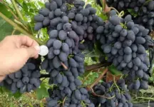 Купить саженцы винограда Кодрянка