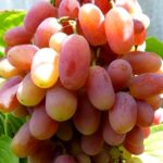 Саженцы Винограда Виктор