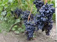 Саженцы Винограда Кодрянка