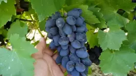 Саженцы Винограда Кодрянка